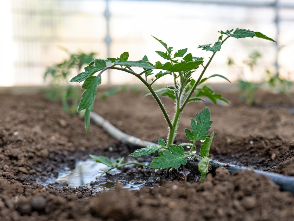 Riego de precisión en tomate de invernadero: VPD y umbrales