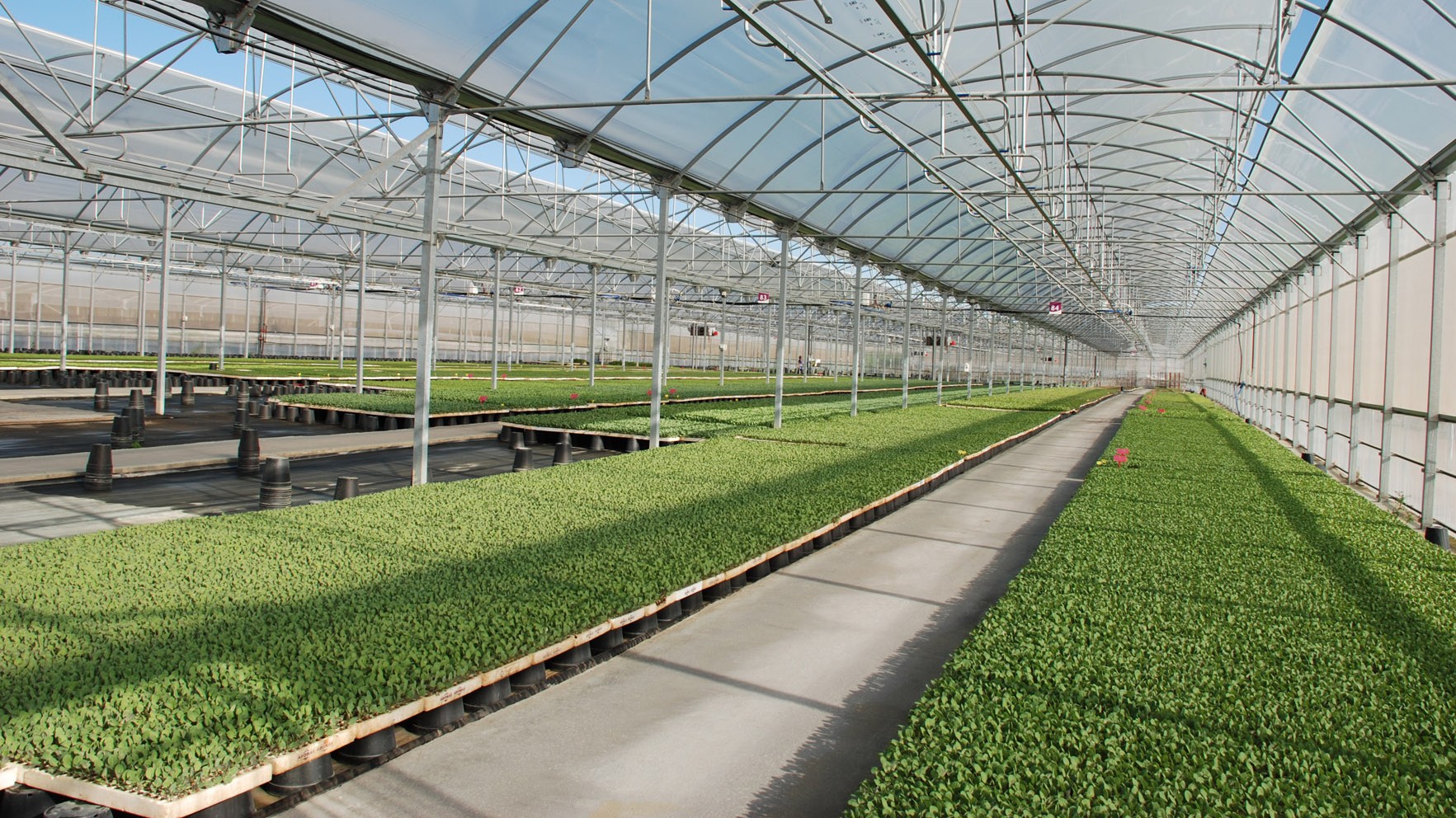 Nave de germinación con bandejas de plugs y riego automatizado.