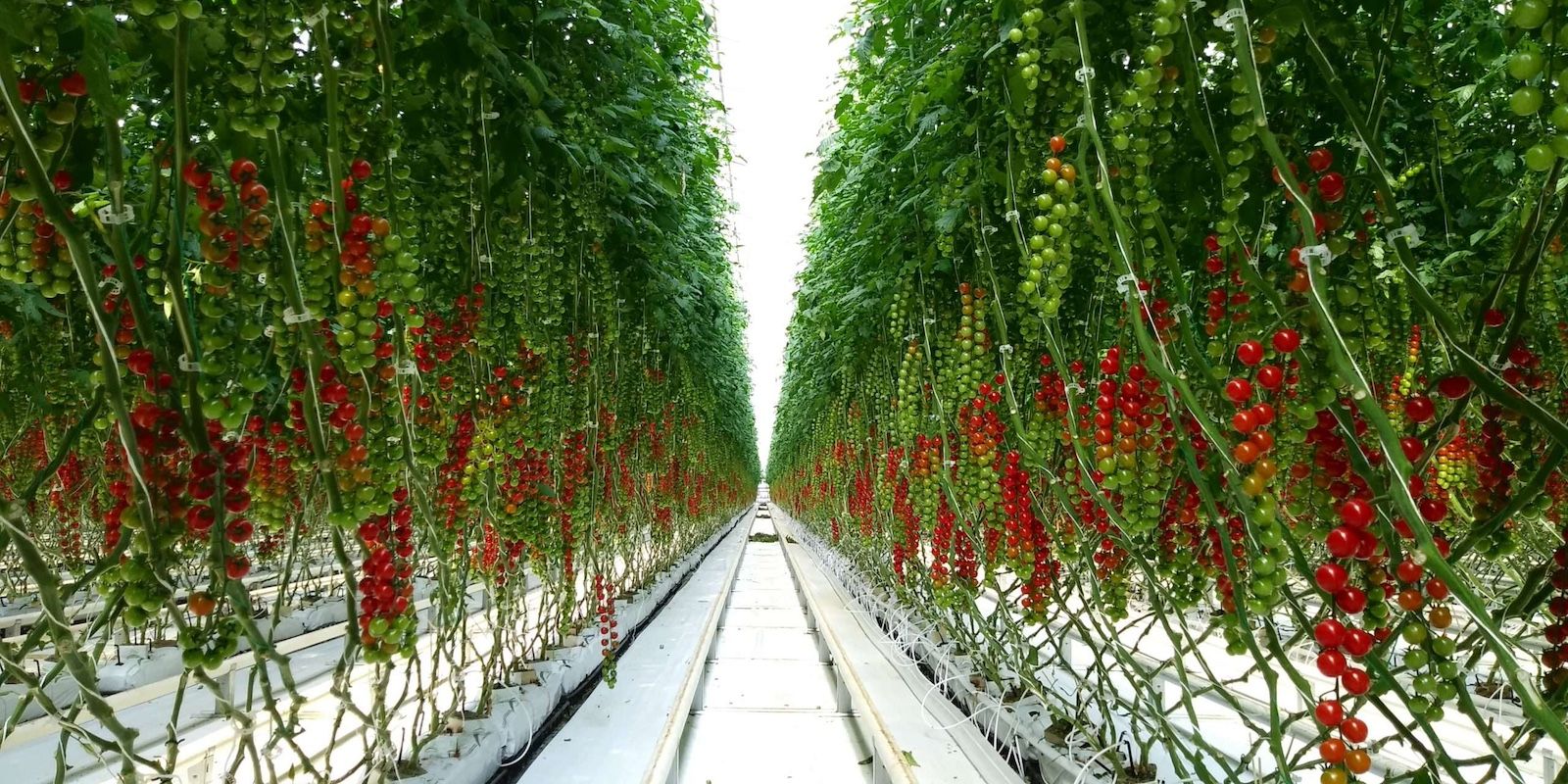 Cultivo hidropónico en canales, con la solución nutritiva a la vista.