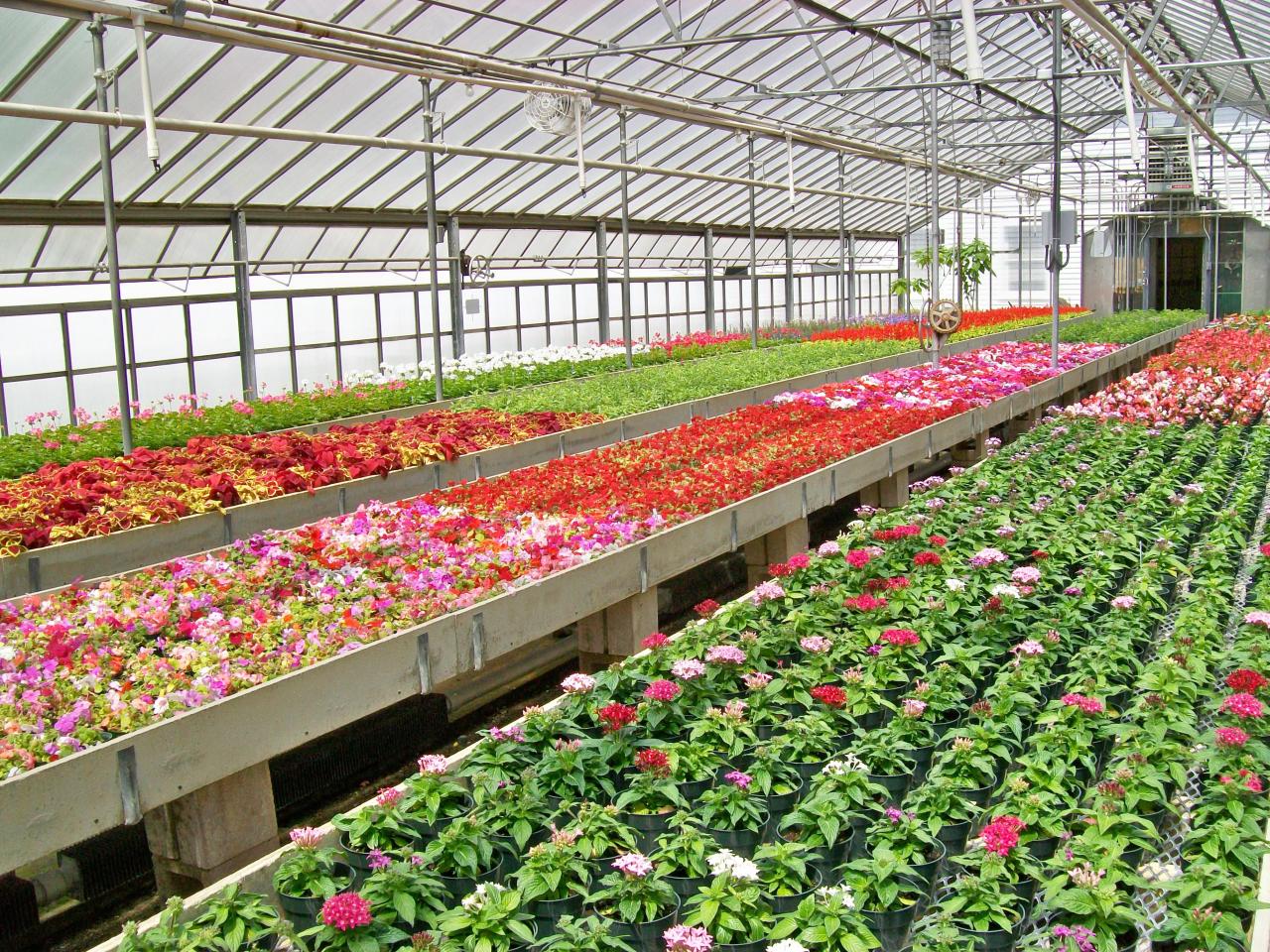 Bancos de cultivo con plantas y flores de distintos colores dentro de un invernadero