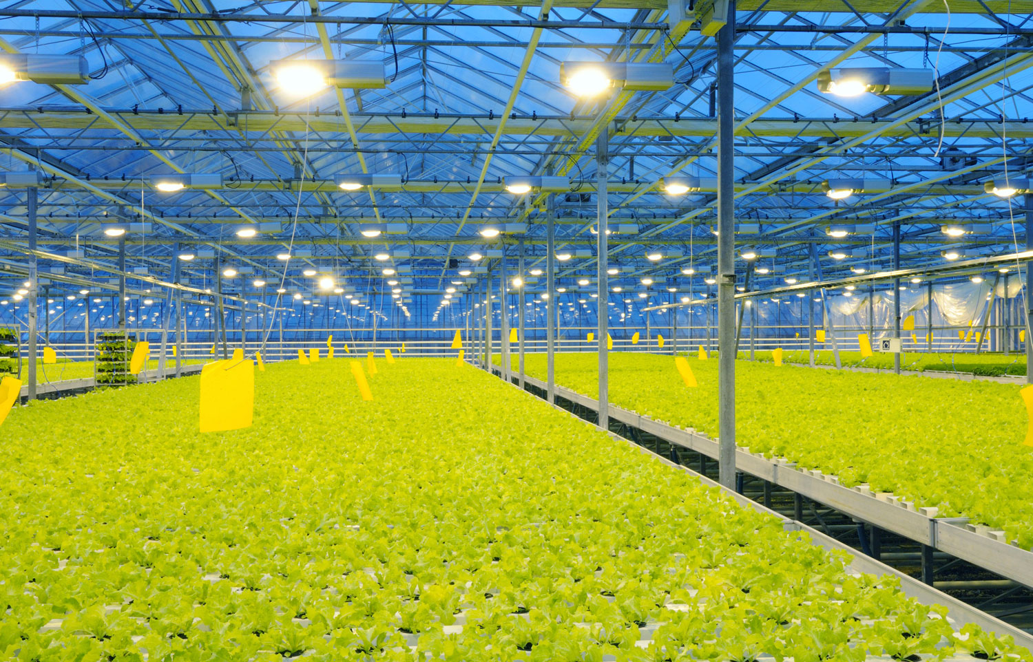 Interior de un invernadero con cultivo bajo control de clima