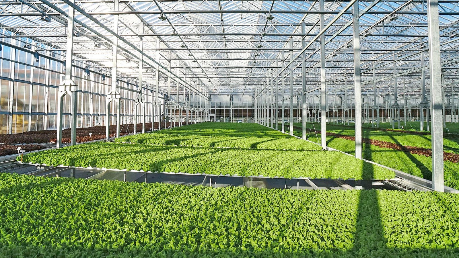 Cultivo de hojas verdes en el interior de un invernadero de estructura acristalada